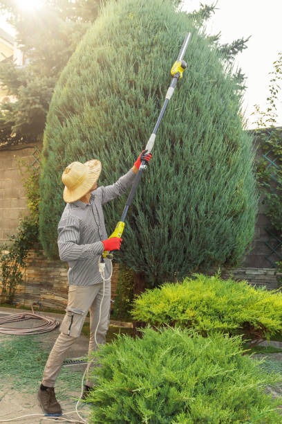 Best Affordable Tree Service  in Elmwood Park, IL